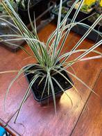 Carex ornithopoda stek, Tuin en Terras, Planten | Tuinplanten, Ophalen, Vaste plant, Siergrassen, Halfschaduw