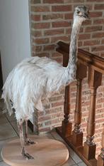 animaux en peluche et oiseaux: albinos, nandous, autruches,, Enlèvement ou Envoi