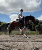 Bijrijder / ruiter aangeboden / halve stal gezocht, Dieren en Toebehoren, Paarden, Niet van toepassing