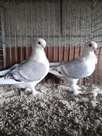 Oud-Oosterse Meeuwen., Dieren en Toebehoren, Vogels | Duiven