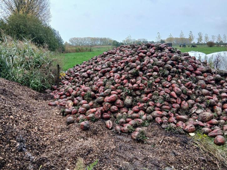 Voederbieten, Articles professionnels, Agriculture | Aliments pour bétail, Enlèvement