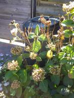 hortensia, Ophalen, Vaste plant