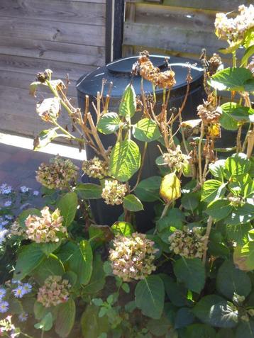 hortensia  beschikbaar voor biedingen