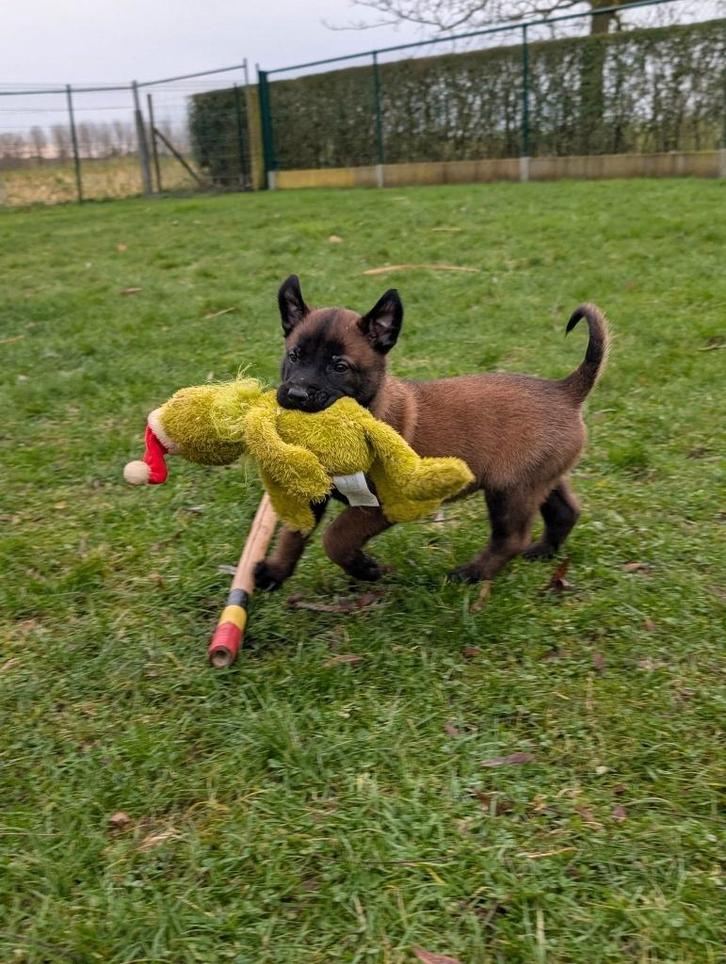 Pups Mechelse herders, stamboom FCI, Animaux & Accessoires, Chiens | Bergers & Bouviers, Plusieurs animaux, Berger, Éleveur | Loisir