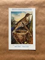 Vogels van België Nr. 181 Groote Lijster, Ophalen of Verzenden, Ongelopen, Vogel