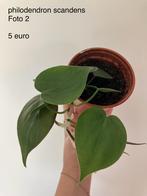 Philodendron scandens stek, Huis en Inrichting, Kamerplanten, Overige soorten, Ophalen of Verzenden