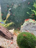 Rode garnaaltjes te koop