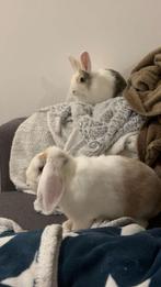 Cage lapin, Dieren en Toebehoren, Knaagdieren en Konijnen | Hokken en Kooien, Ophalen