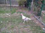 Kalkoen, Dieren en Toebehoren, Pluimvee, Kalkoen