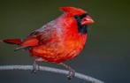 Rode kardinaal man, Dieren en Toebehoren, Vogels | Overige Vogels, Mannelijk, Tropenvogel, Geringd