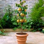 Fruitbomen voor op terras of balkon, groot sortiment planten, En pot, Plein soleil, Printemps, Enlèvement ou Envoi