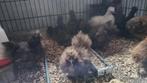 Zijdehoen kuikens zoeken thuis, Dieren en Toebehoren, Meerdere dieren, Kip