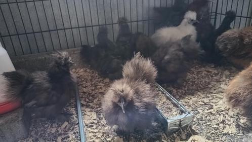 Zijdehoen zoeken thuis, Dieren en Toebehoren, Pluimvee, Kip, Meerdere dieren
