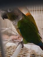 pyrrhura + dna, Dieren en Toebehoren