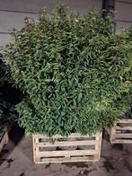 ‼️Portugese laurier aan promoprijzen ‼️, Tuin en Terras, Planten | Struiken en Hagen, Ophalen, Laurier