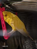 Engelse papegaai (vrouwtje) 2025, Animaux & Accessoires, Oiseaux | Perruches & Perroquets, Perroquet