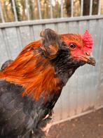 Araucana haan, Dieren en Toebehoren, Pluimvee
