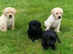 labrador pups beige en zwart, België, CDV (hondenziekte), 8 tot 15 weken, Labrador retriever