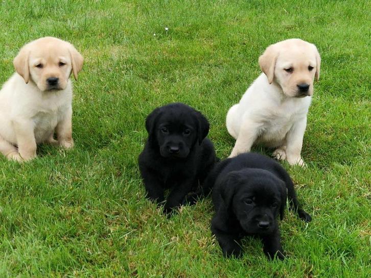 labrador pups beige en zwart, Dieren en Toebehoren, Honden | Retrievers, Spaniëls en Waterhonden, Meerdere dieren, Labrador retriever