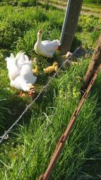 Ganzen kuikens, Dieren en Toebehoren, Pluimvee, Meerdere dieren, Gans of Zwaan