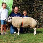 Texelaar 1.5jarige dekram, Dieren en Toebehoren, Mannelijk, Schaap, 0 tot 2 jaar