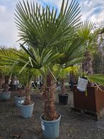 Palmboom Trachycarpus Fortunei - winterharde palmboom, Tuin en Terras, Bloembollen en Zaden, Ophalen, Halfschaduw