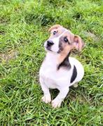 Jack russell pups, Parvo, België, Reu, 8 tot 15 weken