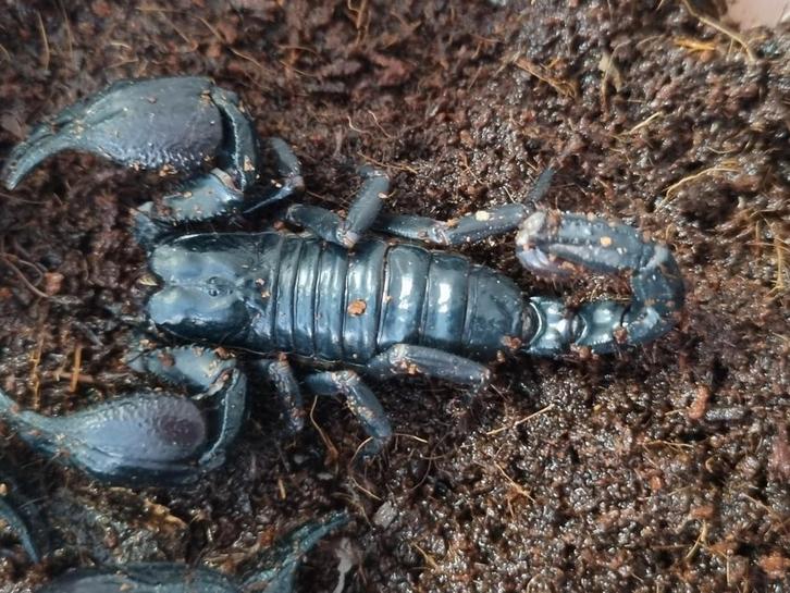 Vietnamense bosschorpioen, Dieren en Toebehoren, Insecten en Spinnen