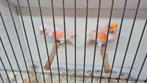Kanarires, Dieren en Toebehoren