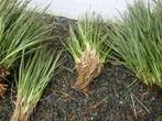 Waterplanten ,Blonde calmus scheuten en grotere stukken, Ophalen, Nieuw, Overige typen