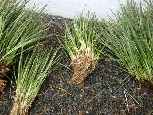 Waterplanten ,Blonde calmus scheuten en grotere stukken, Tuin en Terras, Vijver-toebehoren, Nieuw, Overige typen, Ophalen
