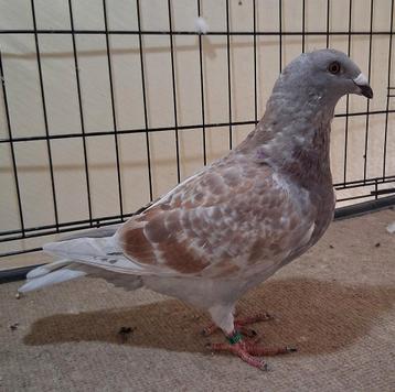 Pigeon de visite de l'exposition belge, rouge griffé