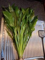 Grote amazoneplant van 50 cm hoogte, Ophalen, Gebruikt, Plant(en), Steen of Hout