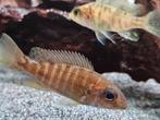 Aulonocara baenschi benga malawi cichliden hobbykweek, Vis, Zoetwatervis