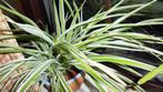 Vliegtuigplant met scheutjes - Chlorofitum, Huis en Inrichting, Kamerplanten, Bloeiende kamerplant, Ophalen of Verzenden, Halfschaduw