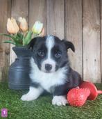 Welsh Corgi Cardigan pups, Dieren en Toebehoren, Parvo, België, 8 tot 15 weken, Meerdere