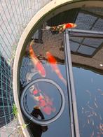 Baby koi 5 a 9 cm
