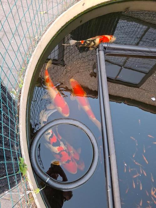 Baby koi 5 a 9 cm, Dieren en Toebehoren, Vissen | Vijvervissen