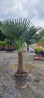 Trachycarpus Fortunei palmboom, Jardin & Terrasse, Plantes | Arbres, En pot, Enlèvement, Palmier