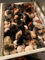 Raszuivere kuikens, Dieren en Toebehoren