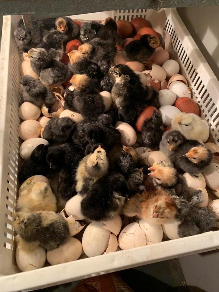 Raszuivere kuikens, Dieren en Toebehoren, Pluimvee