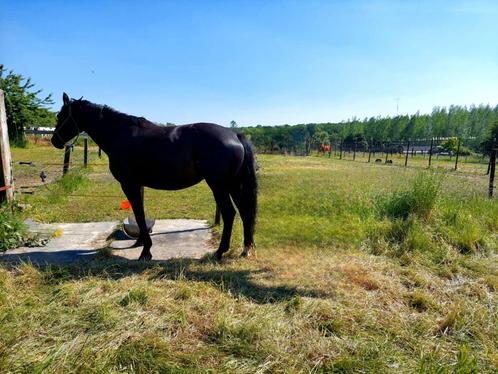 Prachtige zeer brave goed gereden merrie, Dieren en Toebehoren, Pony's, Merrie, Z, Tuigpony, Met stamboom, Gechipt, Ontwormd