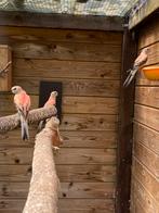 Roze bourke pop, Dieren en Toebehoren