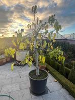 Vijgenboom, Tuin en Terras, Ophalen, 100 tot 250 cm, In pot, Vijgenboom