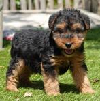 Beaux chiots Welsh Terrier (filles), Autres races, Plusieurs, Parvovirose, Belgique
