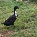 Jonge loopeenden alleen woerden, Dieren en Toebehoren, Pluimvee
