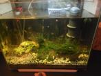 aquarium, Ophalen, Gebruikt, Gevuld zoetwateraquarium