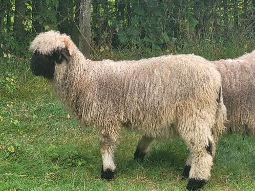 Mouton à nez noir Walliser Schwarsnaze, Animaux & Accessoires, Moutons, Chèvres & Cochons, Mouton, Plusieurs animaux, 0 à 2 ans