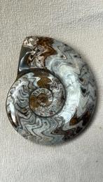 Ammonite goniatite efroud Maroc, Enlèvement ou Envoi, Fossile