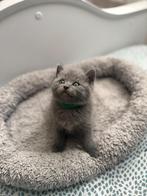Chatons British Shorthair, Poes, 0 tot 2 jaar